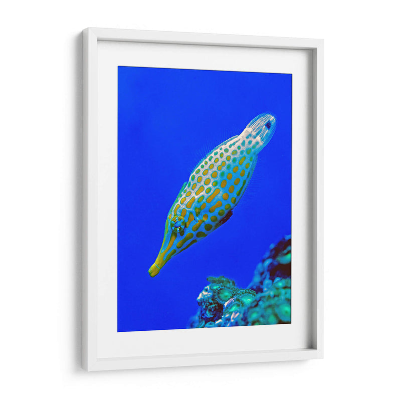 Nado diagonal | Cuadro decorativo de Canvas Lab