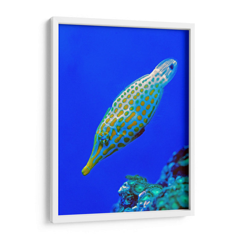 Nado diagonal | Cuadro decorativo de Canvas Lab