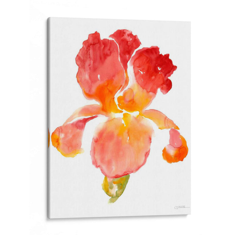 Sunset Blooms I - Tim OToole | Cuadro decorativo de Canvas Lab