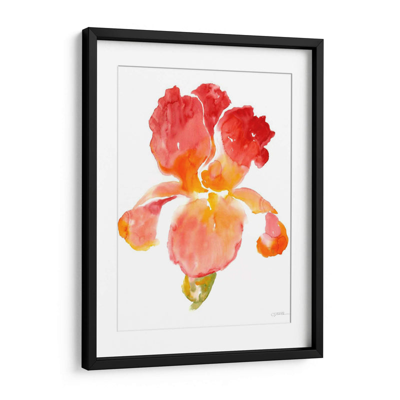 Sunset Blooms I - Tim OToole | Cuadro decorativo de Canvas Lab