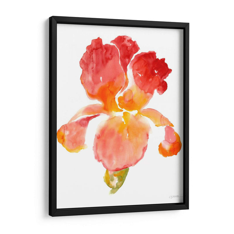 Sunset Blooms I - Tim OToole | Cuadro decorativo de Canvas Lab