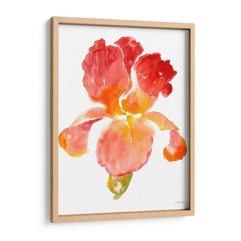 Sunset Blooms I - Tim OToole | Cuadro decorativo de Canvas Lab