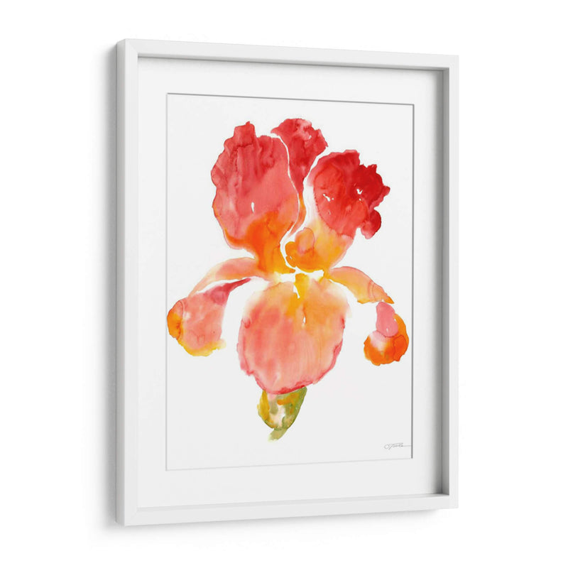 Sunset Blooms I - Tim OToole | Cuadro decorativo de Canvas Lab