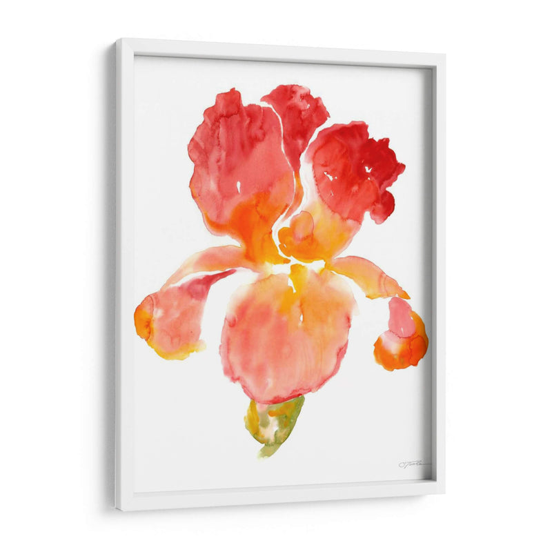 Sunset Blooms I - Tim OToole | Cuadro decorativo de Canvas Lab