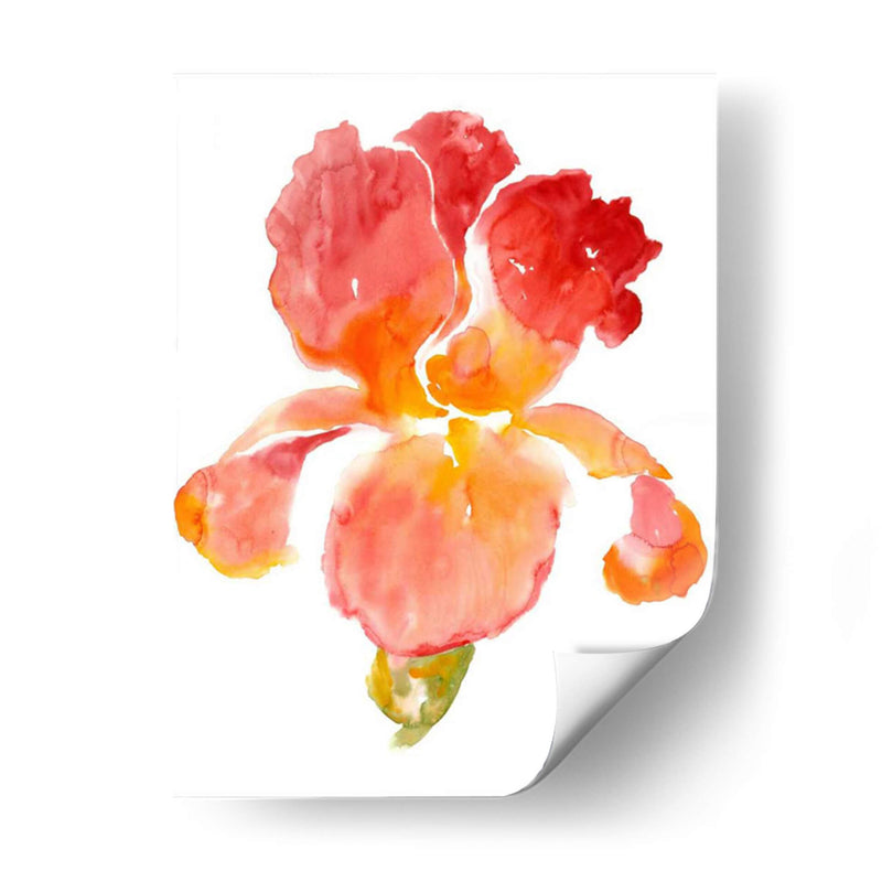 Sunset Blooms I - Tim OToole | Cuadro decorativo de Canvas Lab