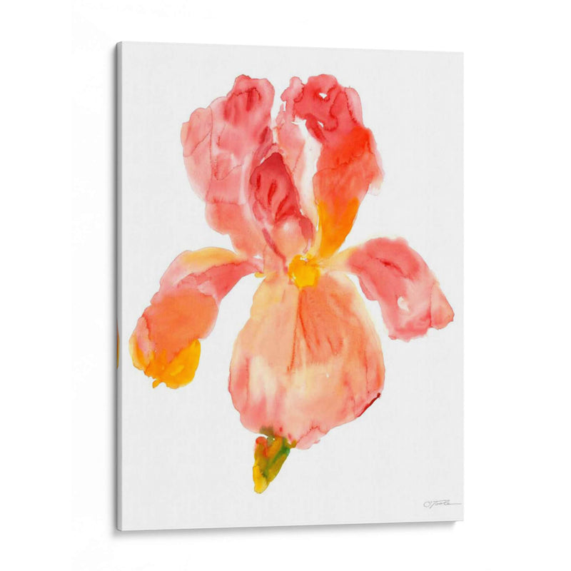 Sunset Blooms II - Tim OToole | Cuadro decorativo de Canvas Lab