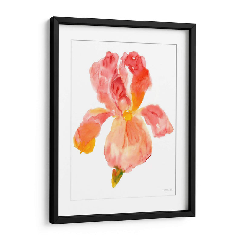 Sunset Blooms II - Tim OToole | Cuadro decorativo de Canvas Lab