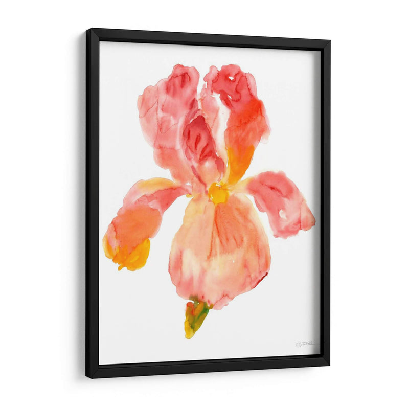 Sunset Blooms II - Tim OToole | Cuadro decorativo de Canvas Lab