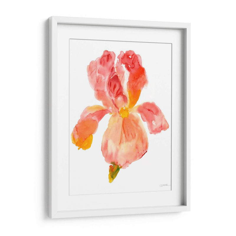 Sunset Blooms II - Tim OToole | Cuadro decorativo de Canvas Lab