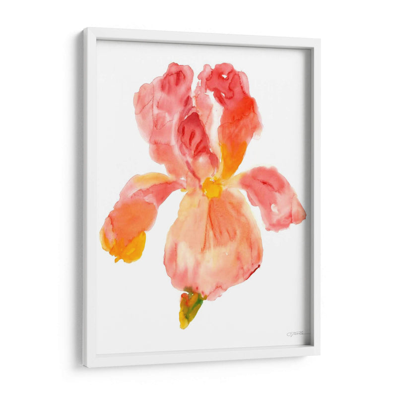 Sunset Blooms II - Tim OToole | Cuadro decorativo de Canvas Lab