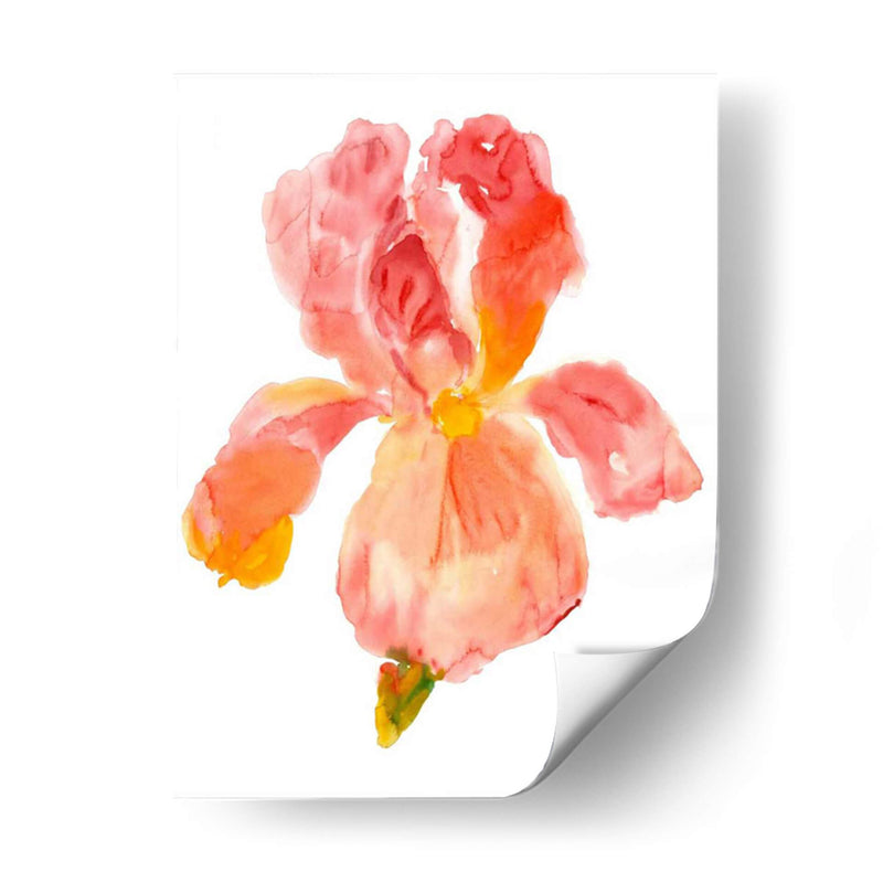 Sunset Blooms II - Tim OToole | Cuadro decorativo de Canvas Lab