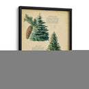 Azul De Colorado Picea Y Abeto Rojo | Cuadro decorativo de Canvas Lab