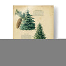 Azul De Colorado Picea Y Abeto Rojo | Cuadro decorativo de Canvas Lab