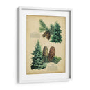 Abeto Douglas Y El Abeto Blanco | Cuadro decorativo de Canvas Lab