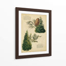 Deodar Cedro Y Cedro Rojo Del Este | Cuadro decorativo de Canvas Lab