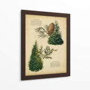 Deodar Cedro Y Cedro Rojo Del Este | Cuadro decorativo de Canvas Lab