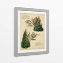 Deodar Cedro Y Cedro Rojo Del Este | Cuadro decorativo de Canvas Lab