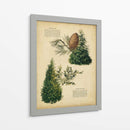 Deodar Cedro Y Cedro Rojo Del Este | Cuadro decorativo de Canvas Lab