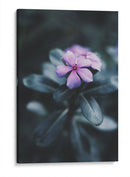 Nostalgia de una flor | Cuadro decorativo de Canvas Lab
