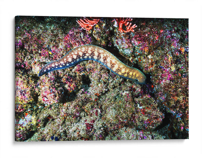 Paseo por los corales | Cuadro decorativo de Canvas Lab