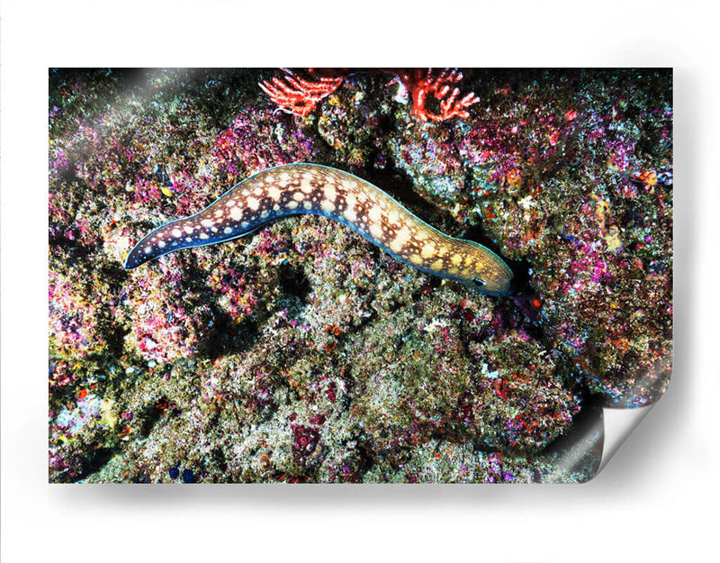 Paseo por los corales | Cuadro decorativo de Canvas Lab