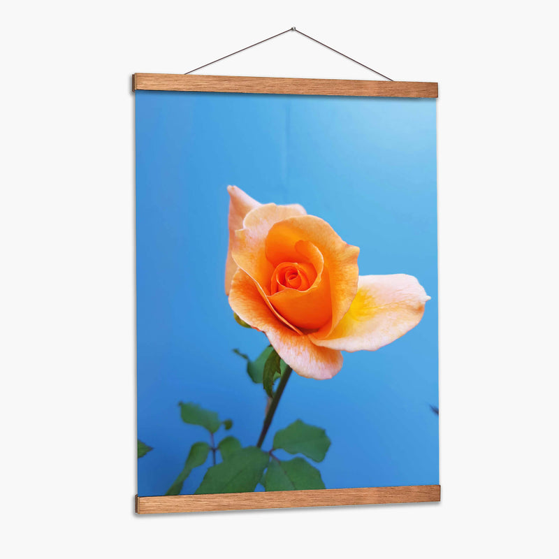 Rosa de durazno | Cuadro decorativo de Canvas Lab