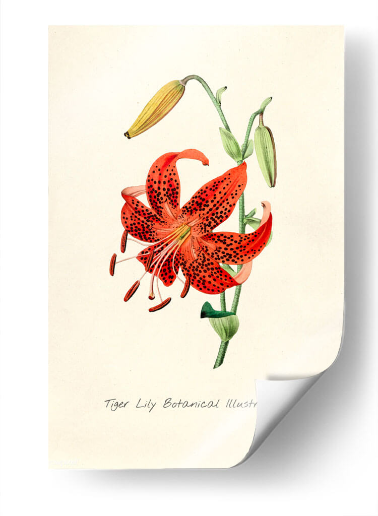 Tiger lily | Cuadro decorativo de Canvas Lab