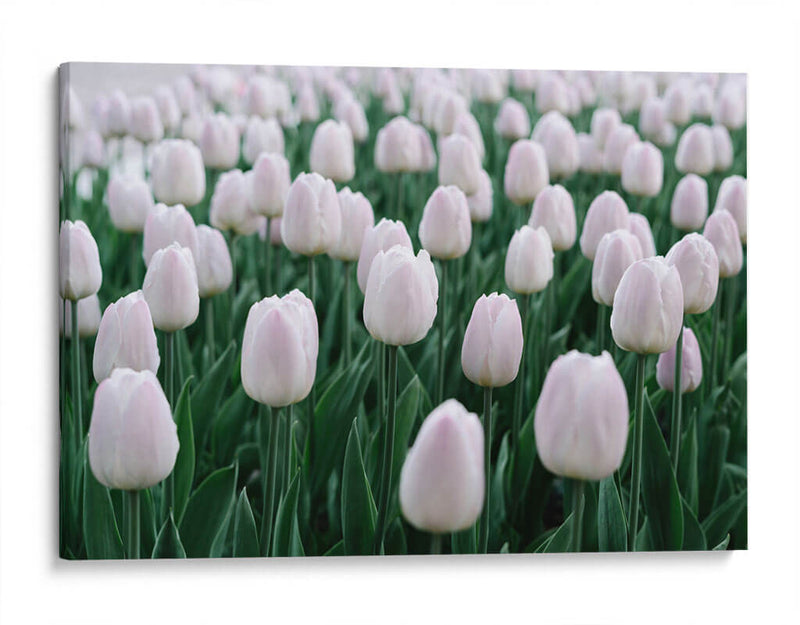 Tulipanes blancos | Cuadro decorativo de Canvas Lab