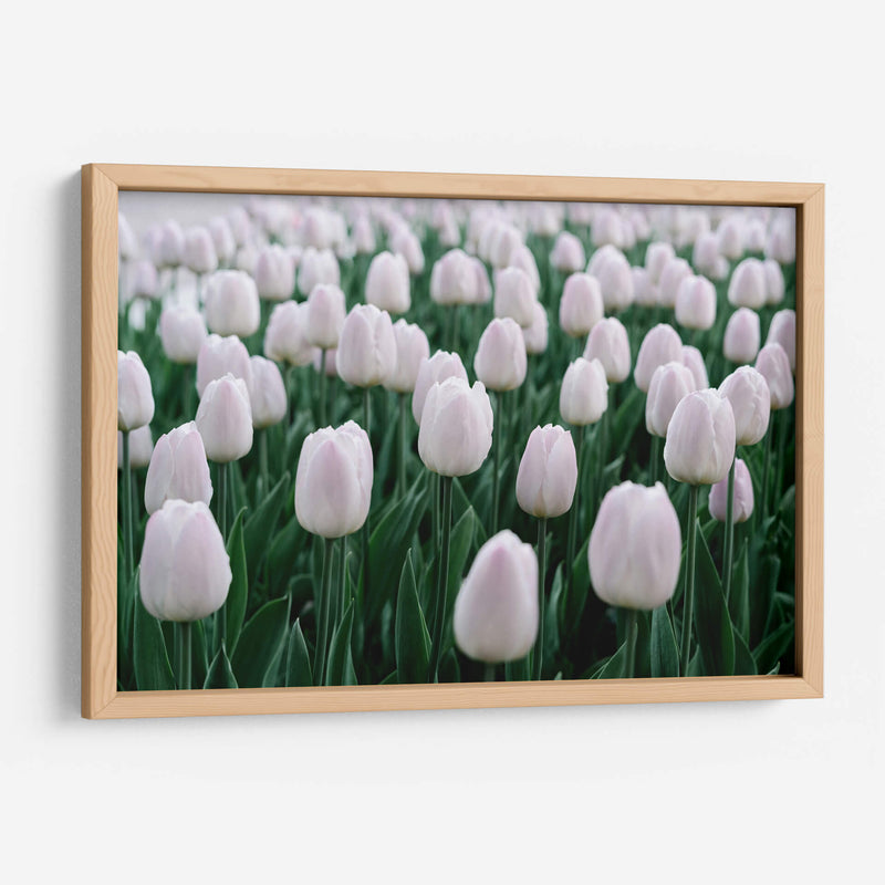 Tulipanes blancos | Cuadro decorativo de Canvas Lab