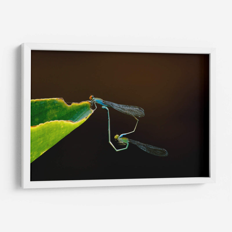 Unión de libélulas | Cuadro decorativo de Canvas Lab