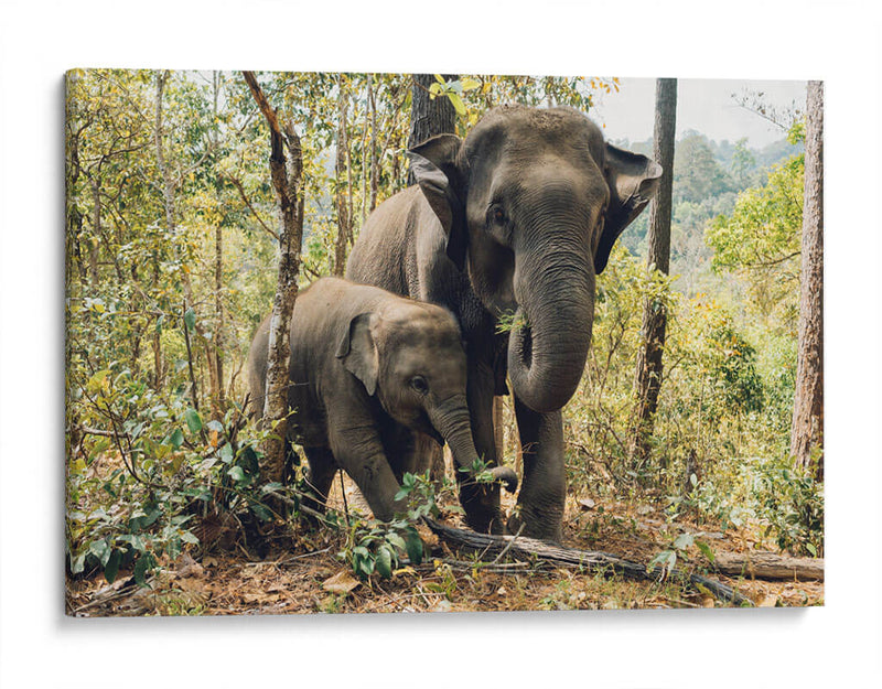 Elefantes, madre e hijo | Cuadro decorativo de Canvas Lab