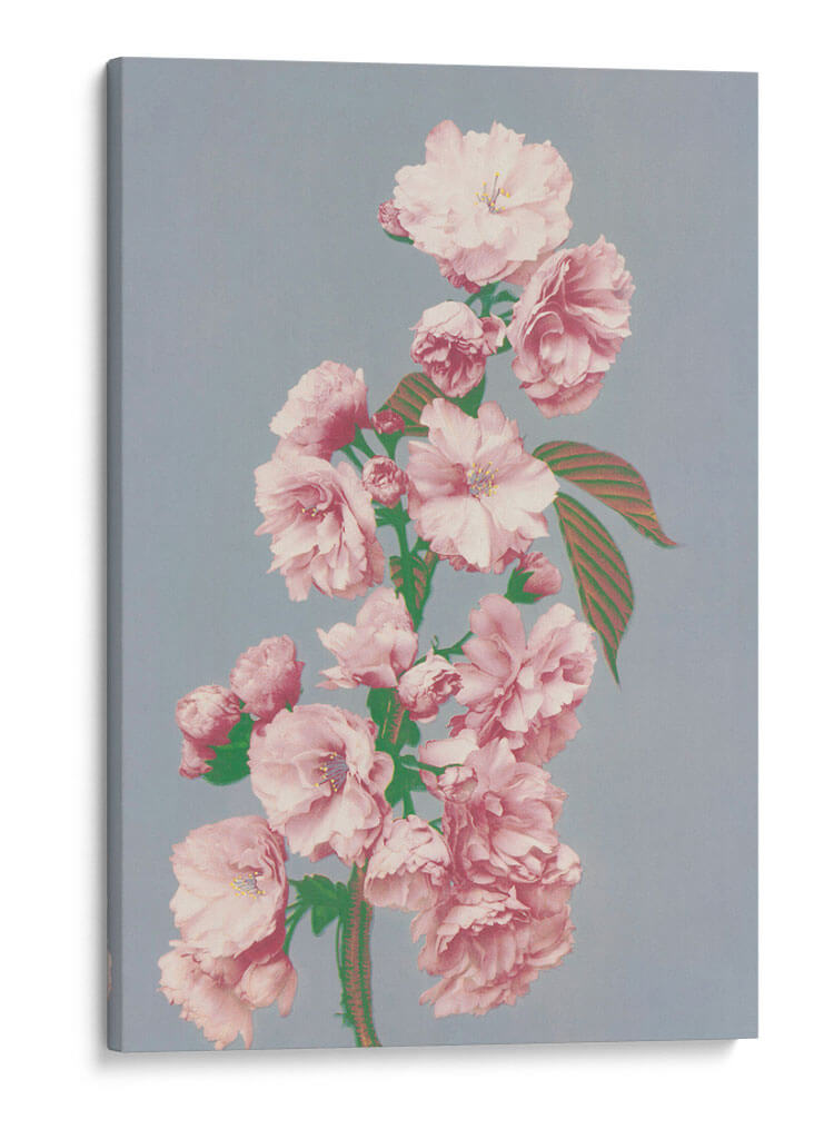 Flor de cerezo - Ogawa Kazumasa | Cuadro decorativo de Canvas Lab