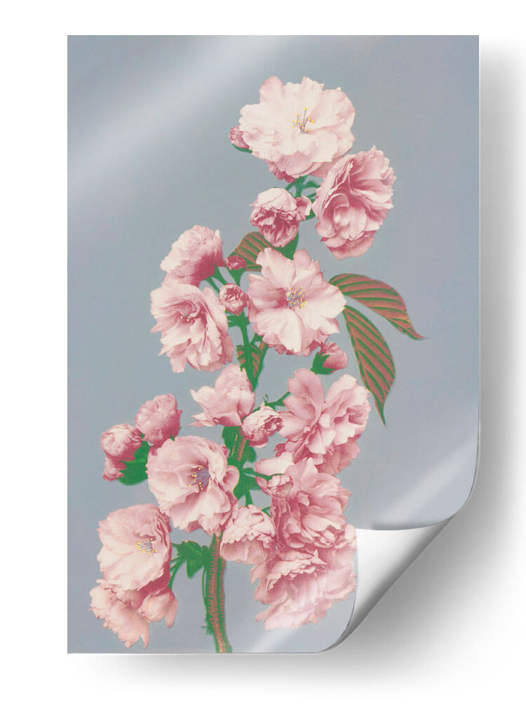 Flor de cerezo - Ogawa Kazumasa | Cuadro decorativo de Canvas Lab