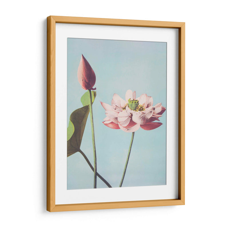 Flores de loto - Ogawa Kazumasa | Cuadro decorativo de Canvas Lab