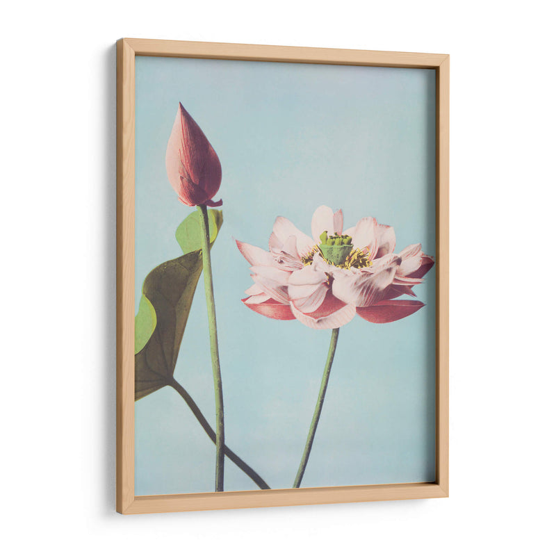 Flores de loto - Ogawa Kazumasa | Cuadro decorativo de Canvas Lab