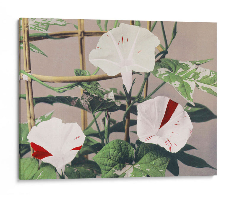 Cahiruela a rayas - Ogawa Kazumasa | Cuadro decorativo de Canvas Lab