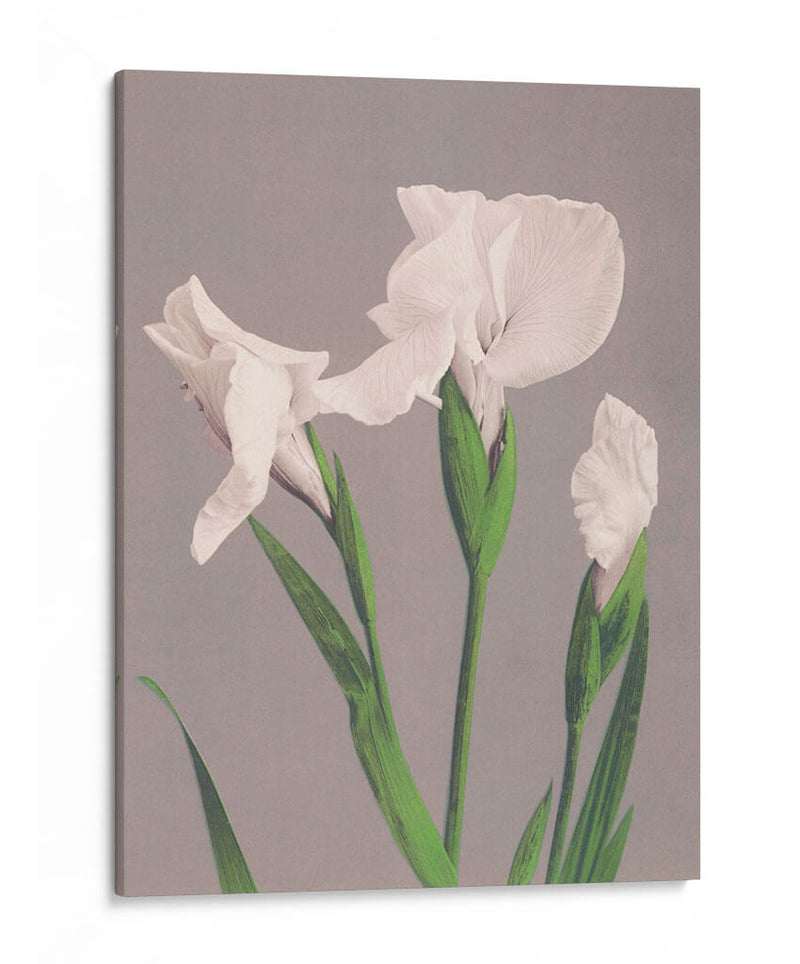 Iris blancos - Ogawa Kazumasa | Cuadro decorativo de Canvas Lab