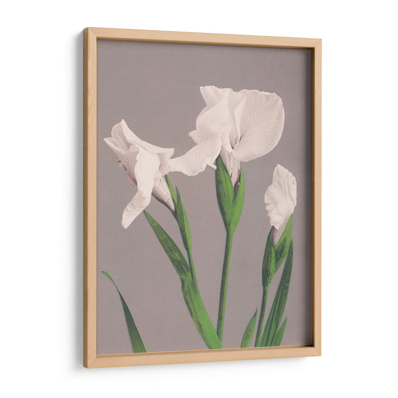 Iris blancos - Ogawa Kazumasa | Cuadro decorativo de Canvas Lab