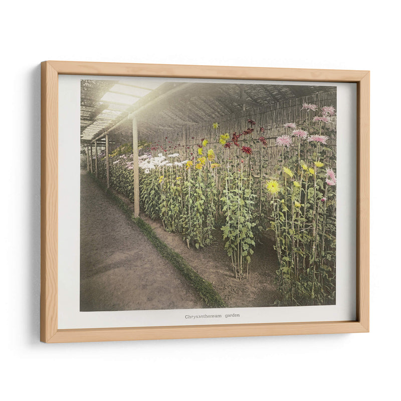 Jardín de crisantemos - II - Ogawa Kazumasa | Cuadro decorativo de Canvas Lab