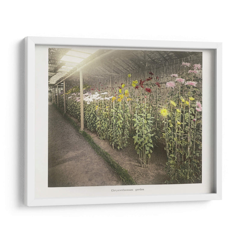Jardín de crisantemos - II - Ogawa Kazumasa | Cuadro decorativo de Canvas Lab