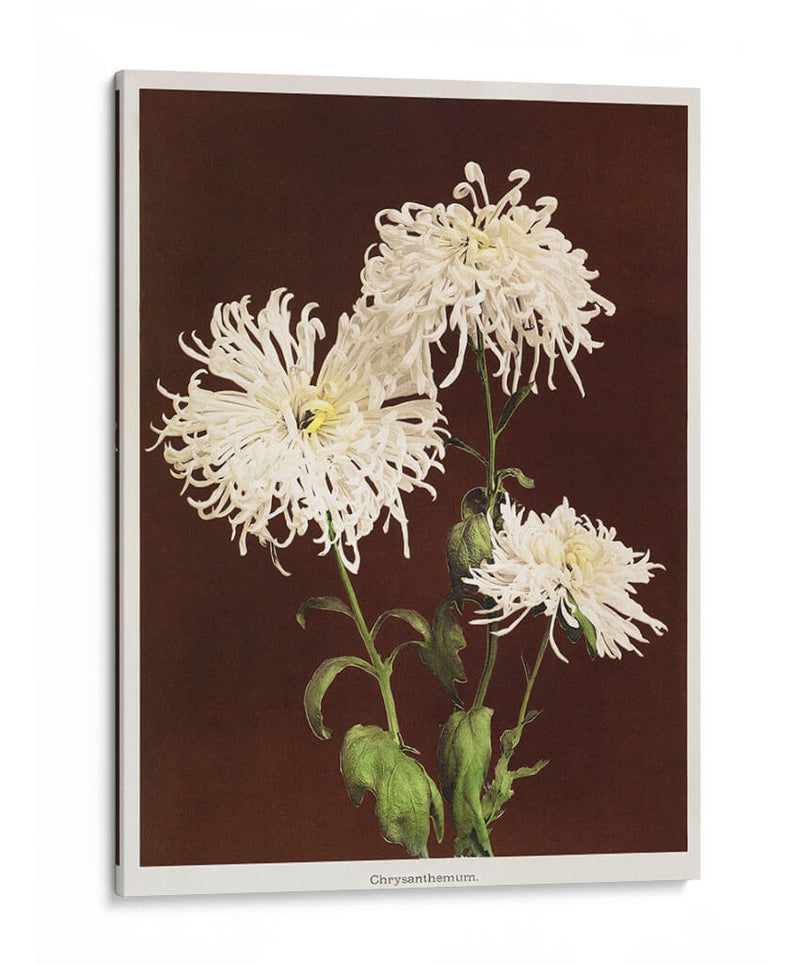 Crisantemos - II - Ogawa Kazumasa | Cuadro decorativo de Canvas Lab