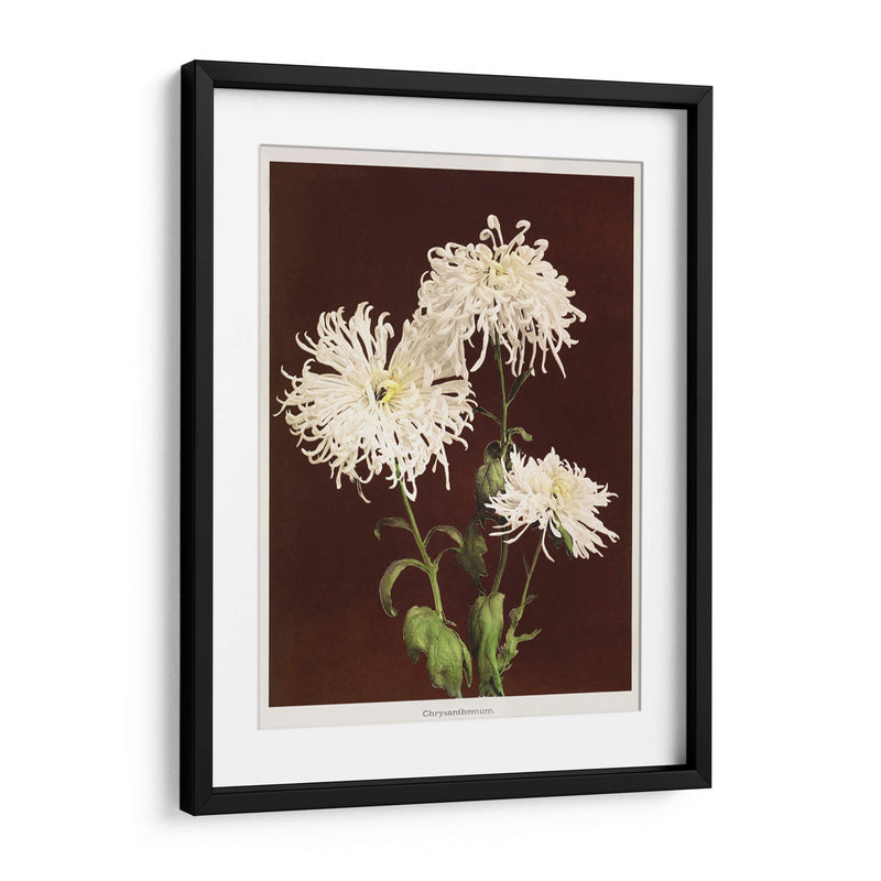 Crisantemos - II - Ogawa Kazumasa | Cuadro decorativo de Canvas Lab