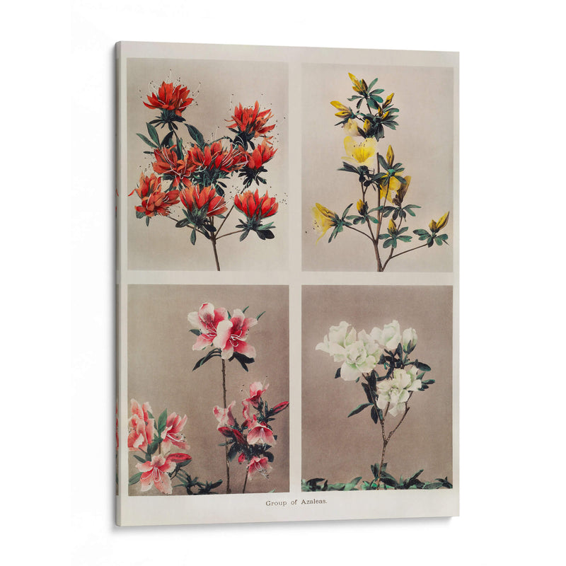 Grupo de azaleas - Ogawa Kazumasa | Cuadro decorativo de Canvas Lab