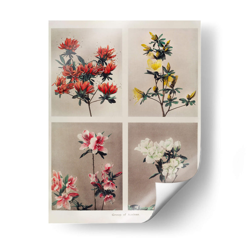 Grupo de azaleas - Ogawa Kazumasa | Cuadro decorativo de Canvas Lab