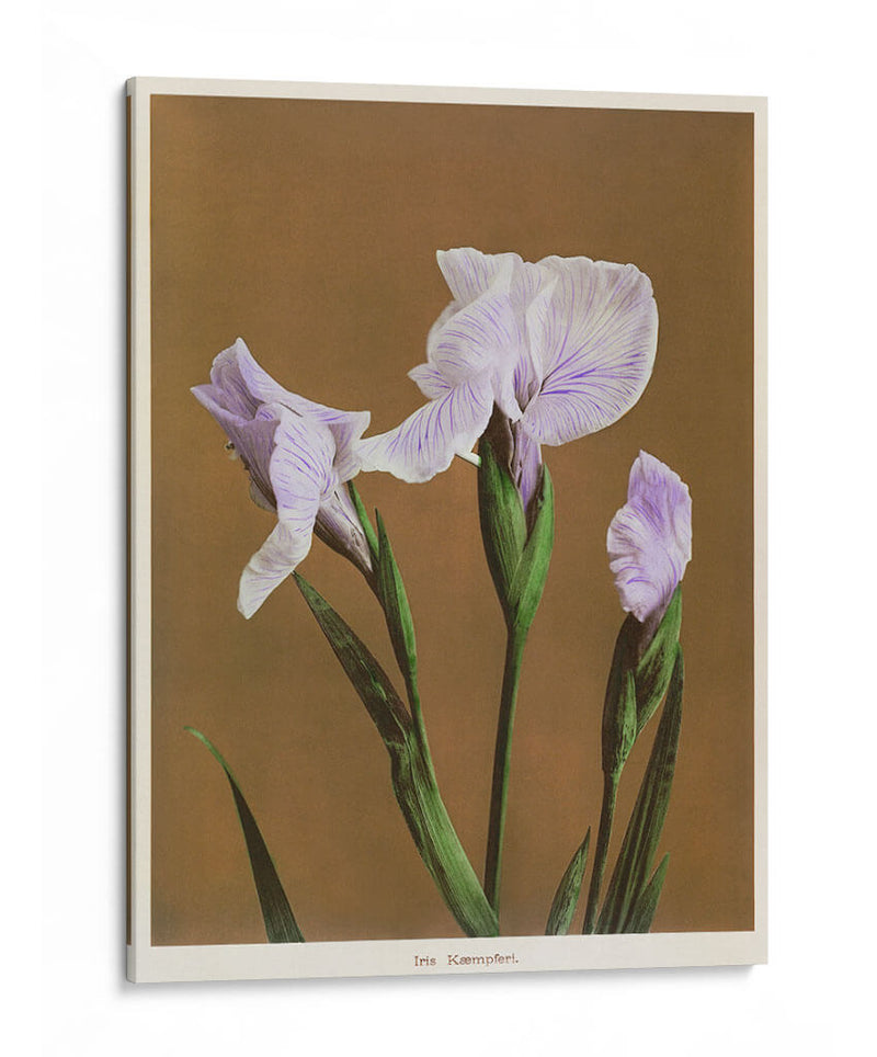 Iris Kæmpferi - I - Ogawa Kazumasa | Cuadro decorativo de Canvas Lab