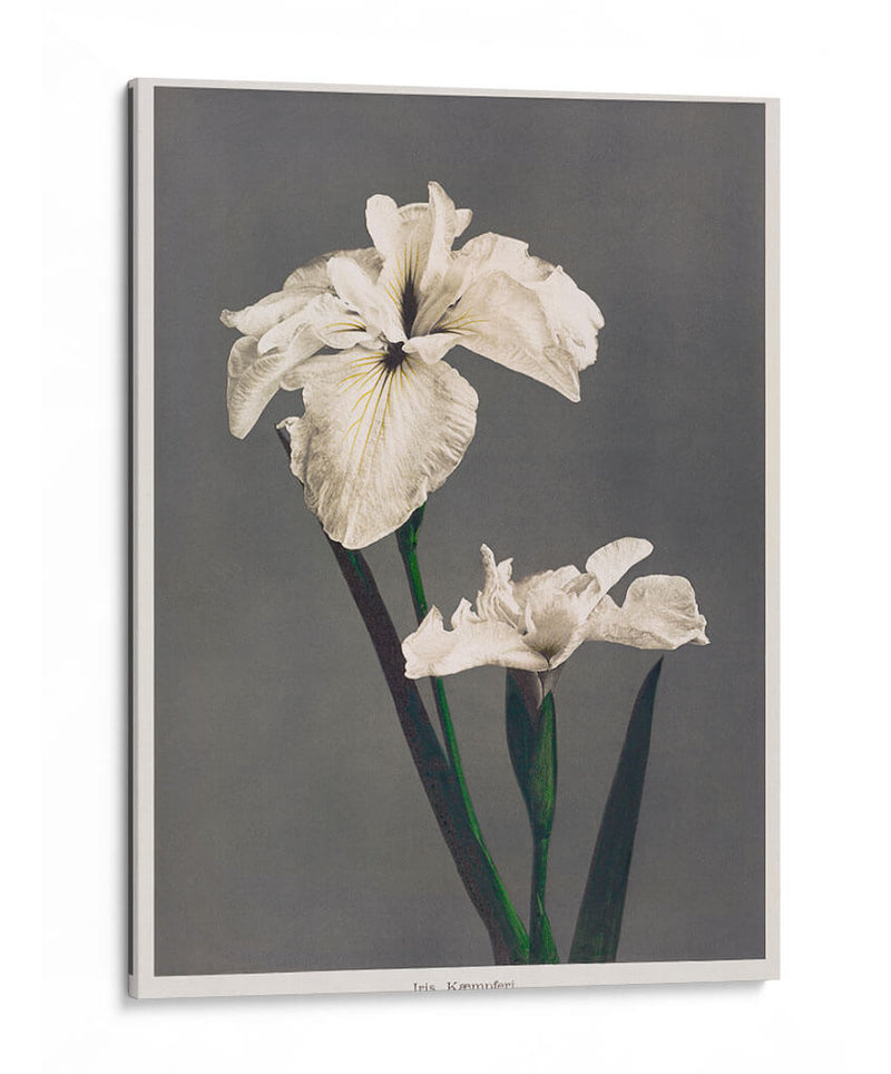 Iris Kæmpferi - II - Ogawa Kazumasa | Cuadro decorativo de Canvas Lab