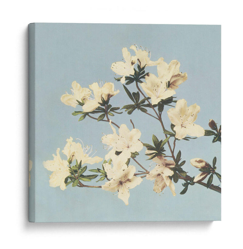 Azaleas japonesas vintage - Ogawa Kazumasa | Cuadro decorativo de Canvas Lab