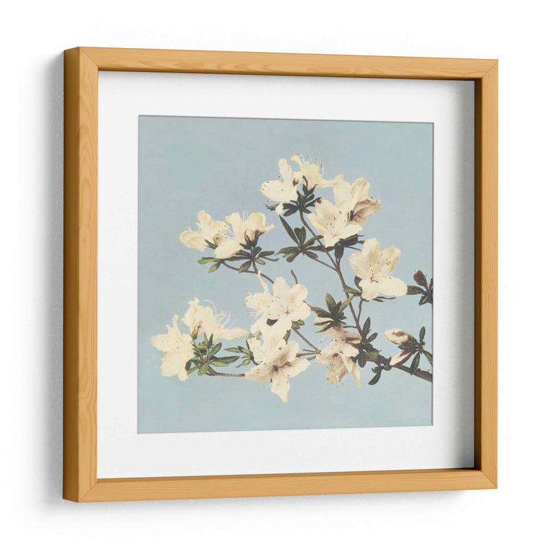 Azaleas japonesas vintage - Ogawa Kazumasa | Cuadro decorativo de Canvas Lab