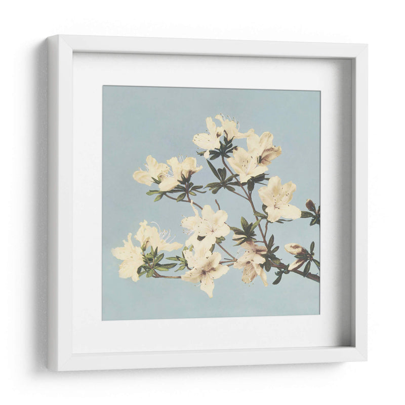 Azaleas japonesas vintage - Ogawa Kazumasa | Cuadro decorativo de Canvas Lab