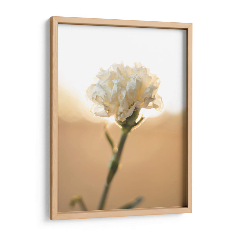 Flor en el sol - Barán | Cuadro decorativo de Canvas Lab